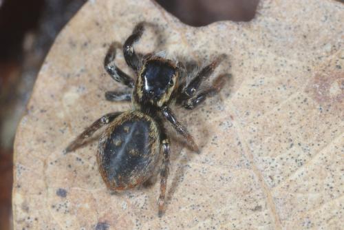 Réf. 320 023 : Carrhotus xanthogramma